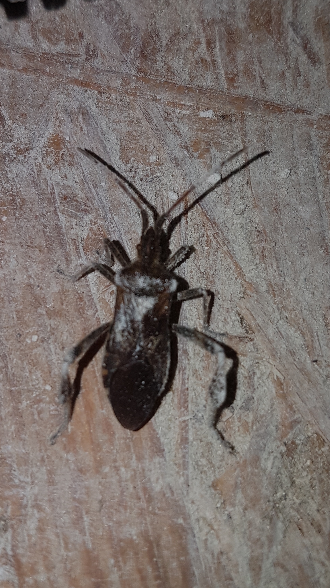 Welke kever/Tor is dit?