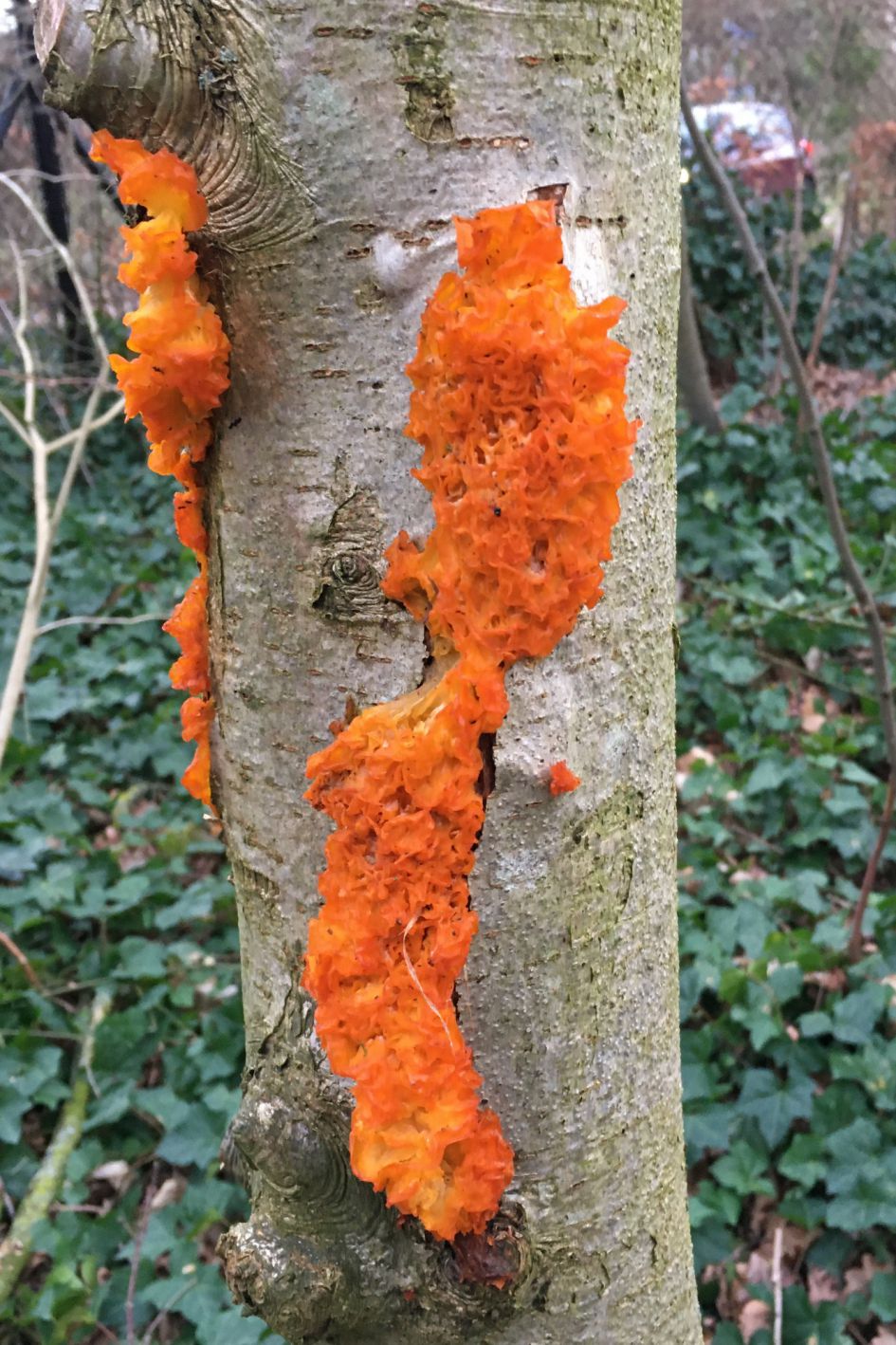 Welke schimmel of zwam is dit?