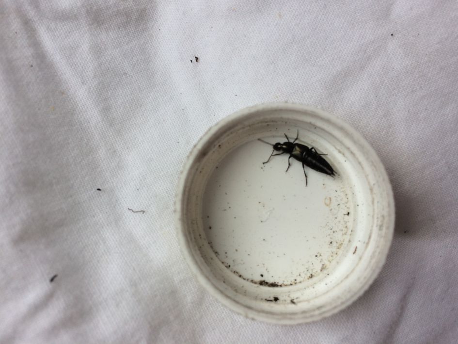 Wat voor een staphylinidae soort?