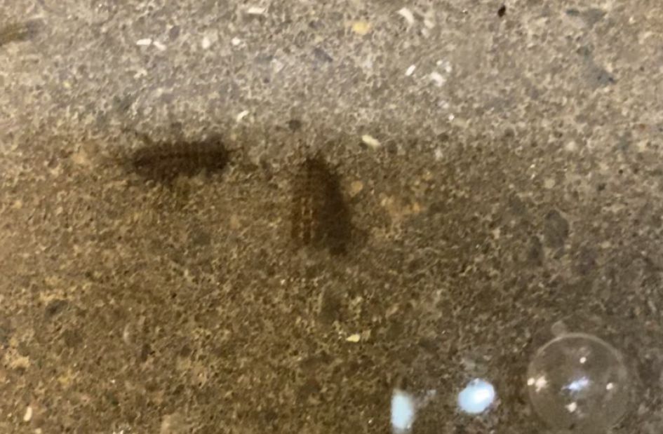 Wat is dit voor diertje?