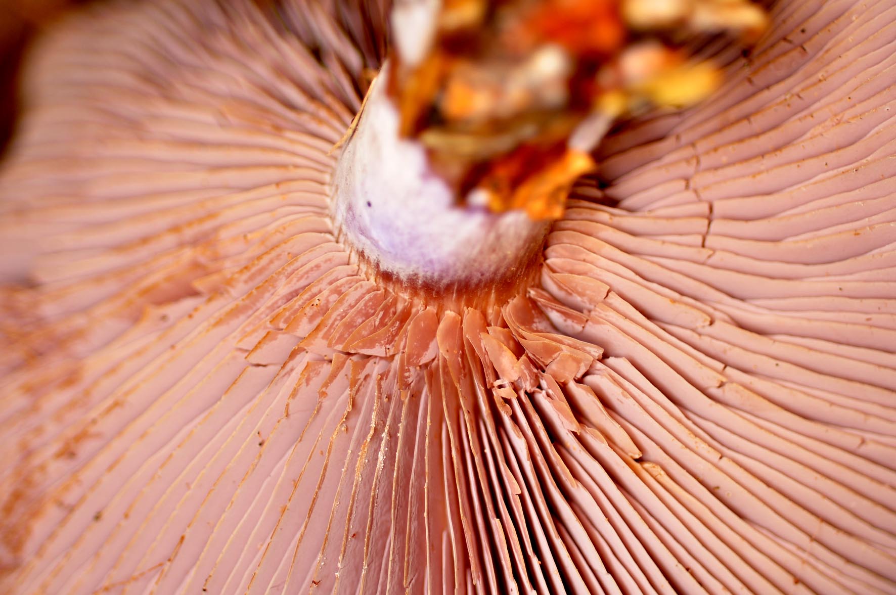 foto paddenstoel onderkant