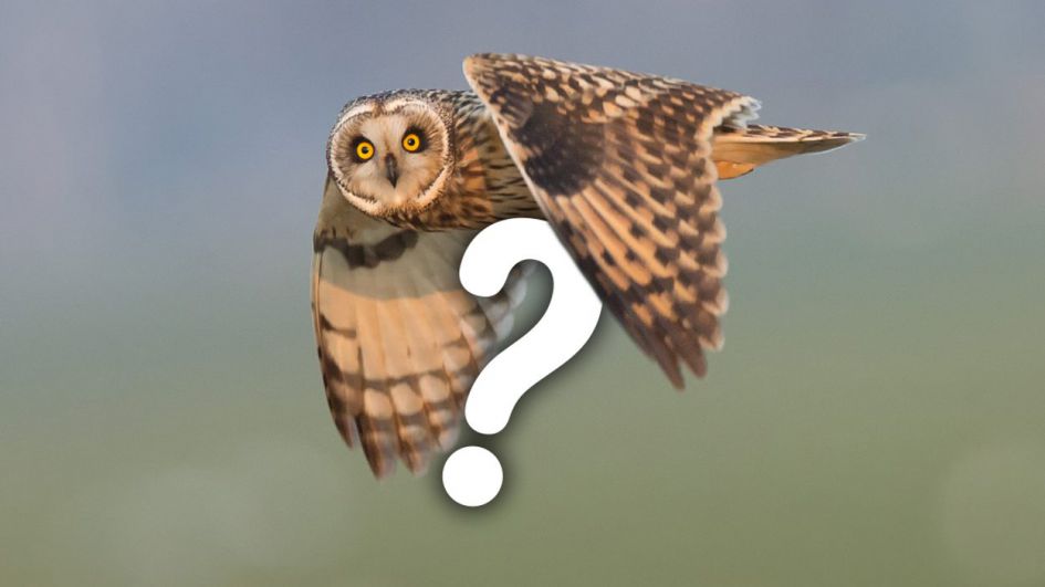 Vraagbaak: Welke nederlandse vogel kan het hardste zingen?