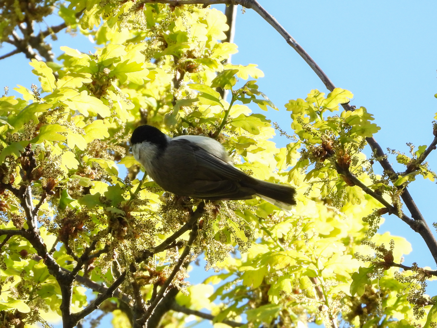 Zwartkop, zwarte mees of iets anders?