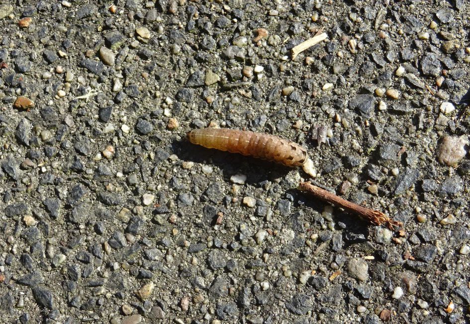 van welke vlinder is dit de rups?