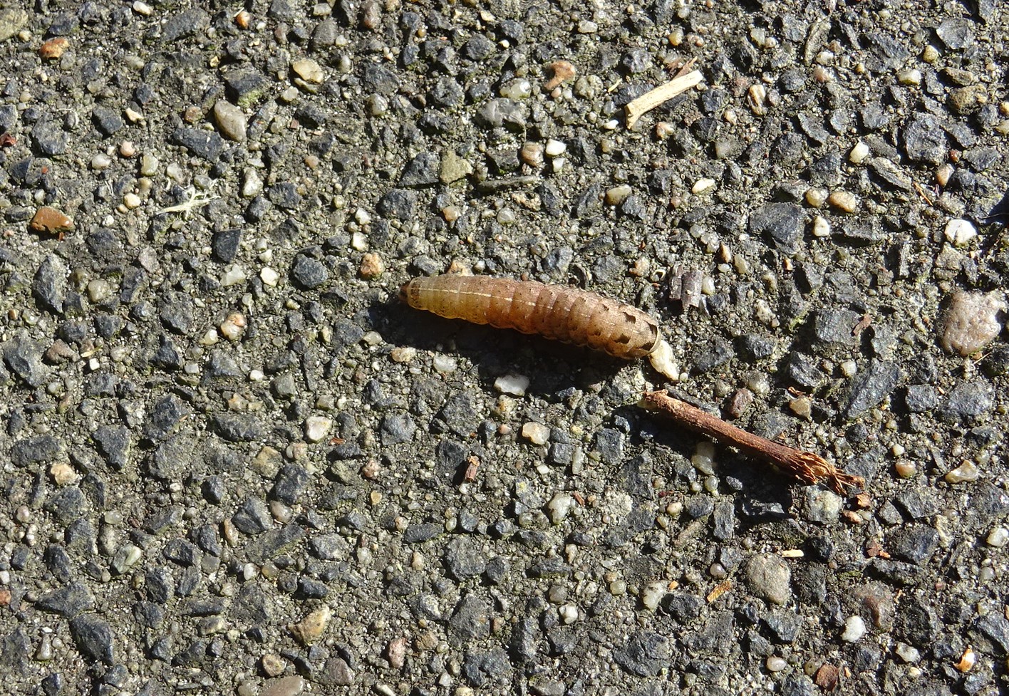 van welke vlinder is dit de rups?