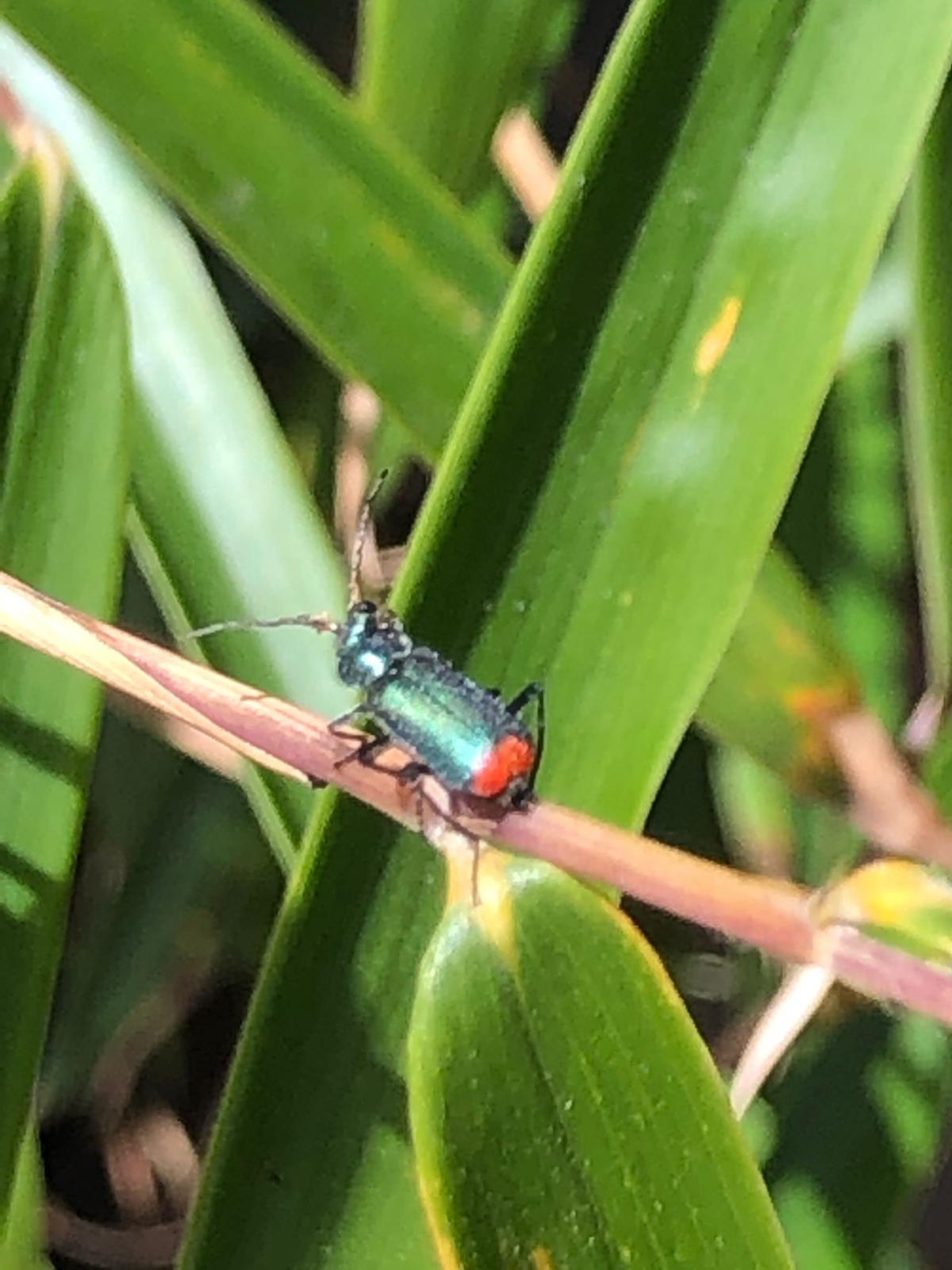 Blauw/groen kevertje