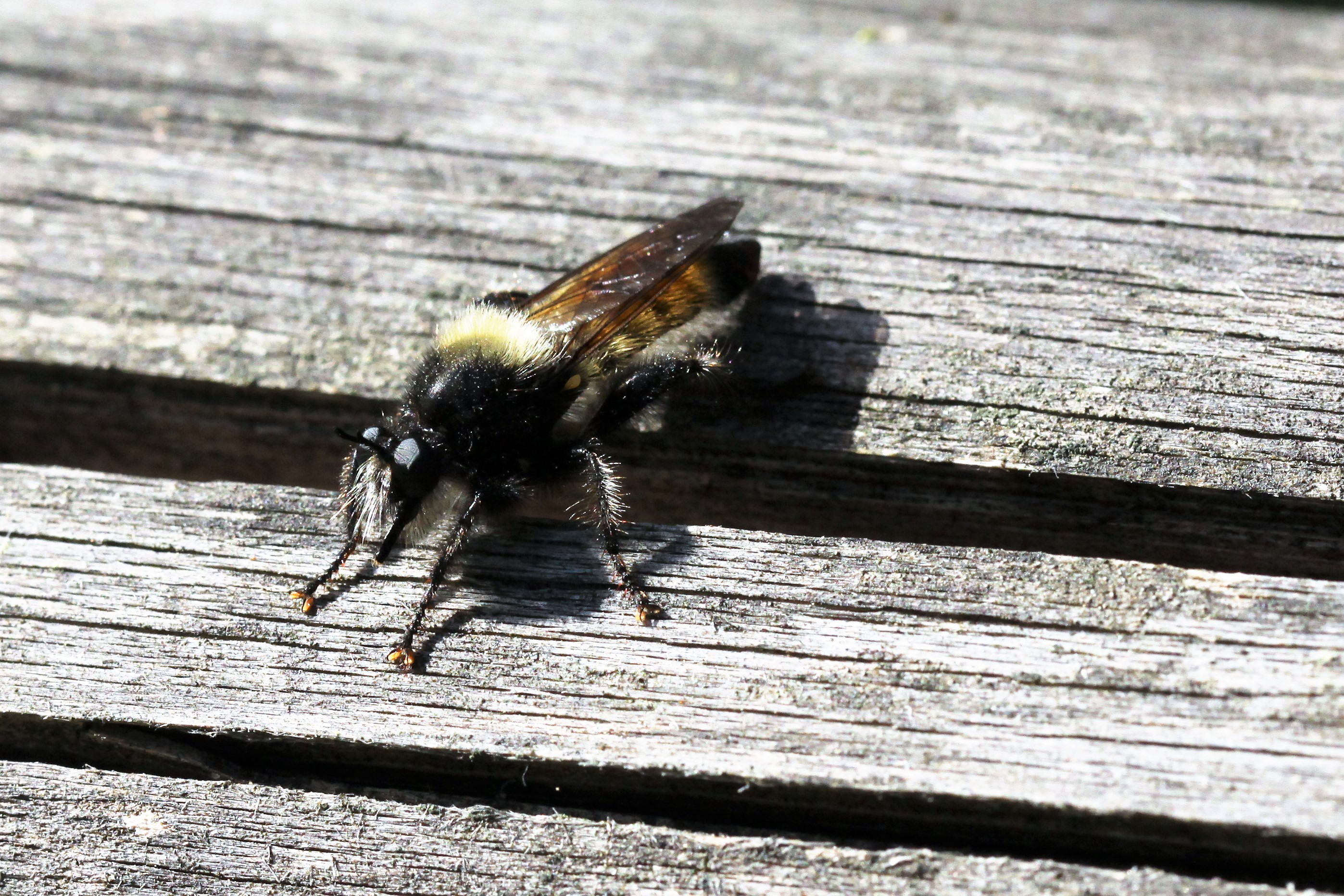 Wie weet de naam van dit exemplaar