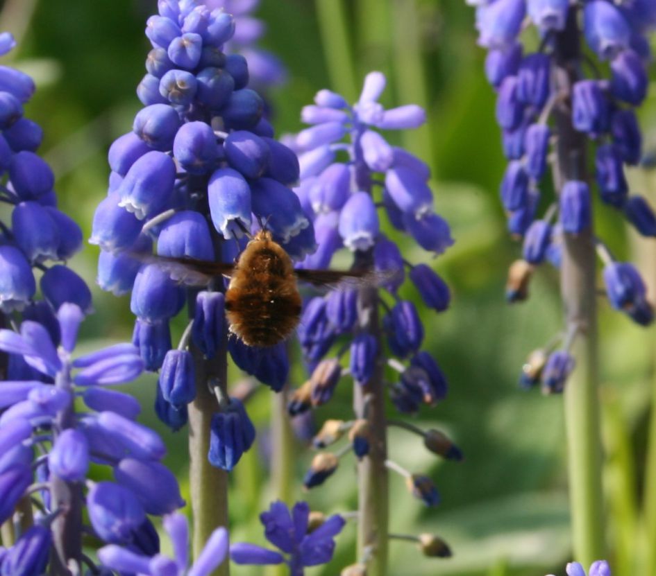 Wat voor insect is dit?