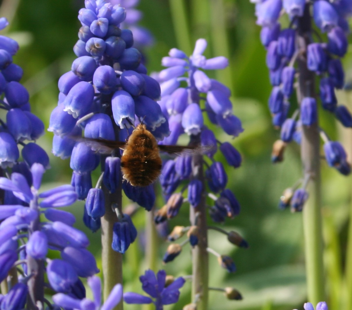 Wat voor insect is dit?