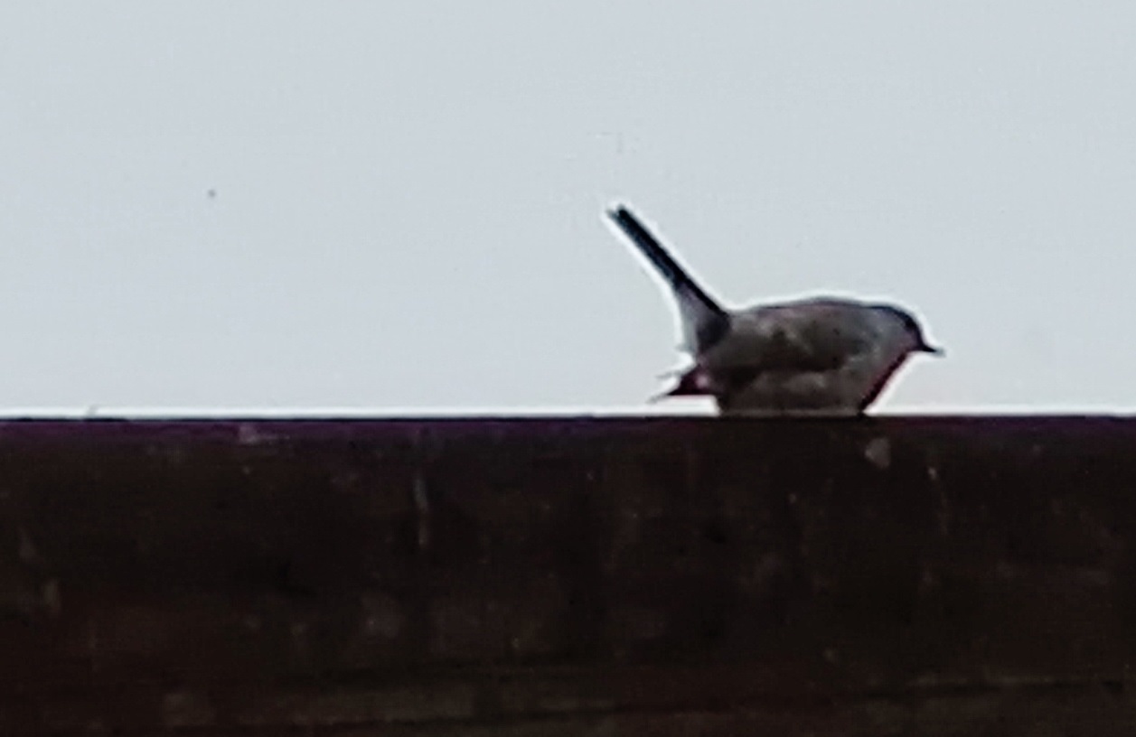 wat is dit voor vogel