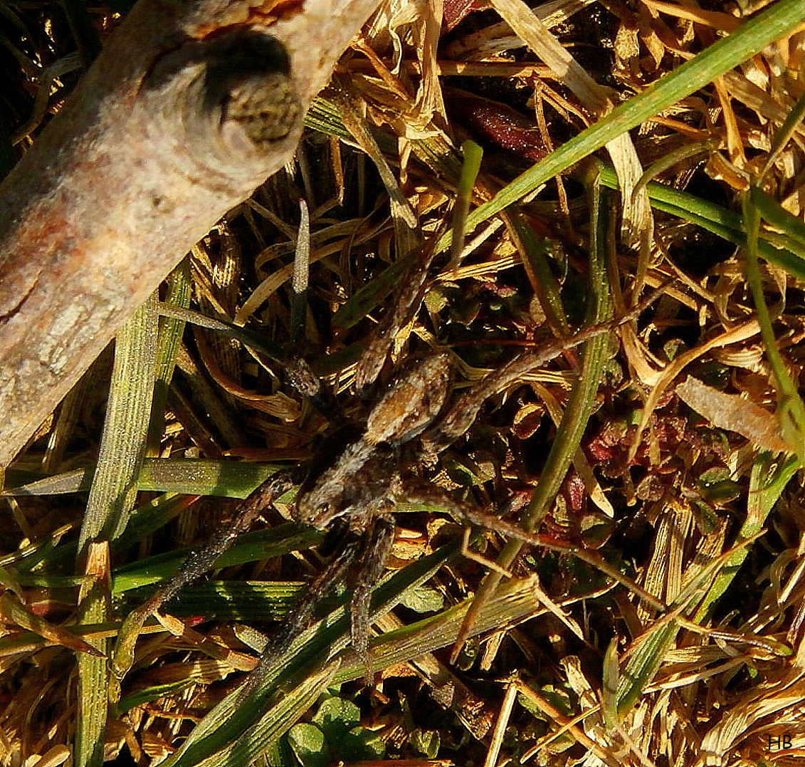 Is dit een Wolfsspin ?