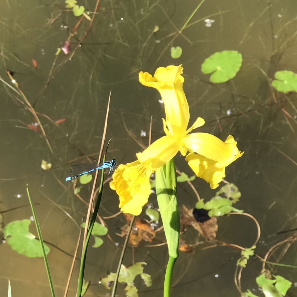 Azuurwaterjuffer of een watersnuffel