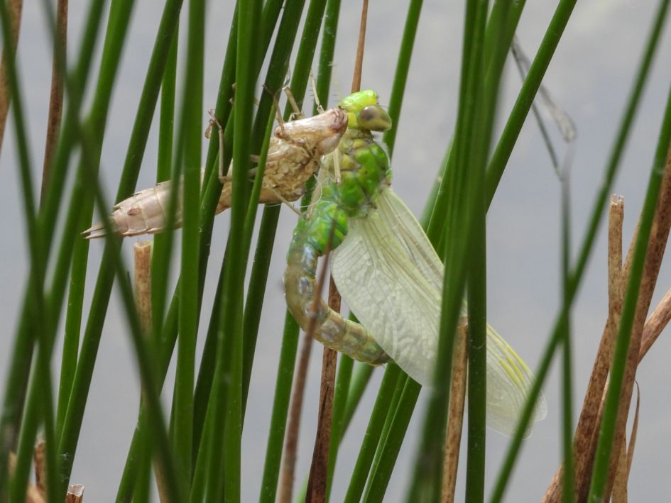 Welke libelle is dit