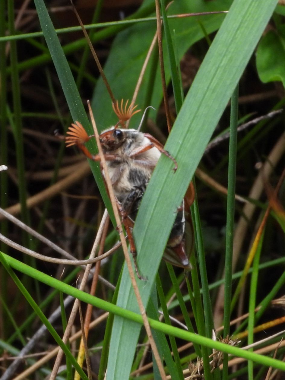 Wat is dit prachtige diertje?