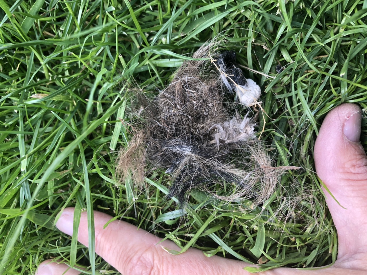 Van welk dier is dit?