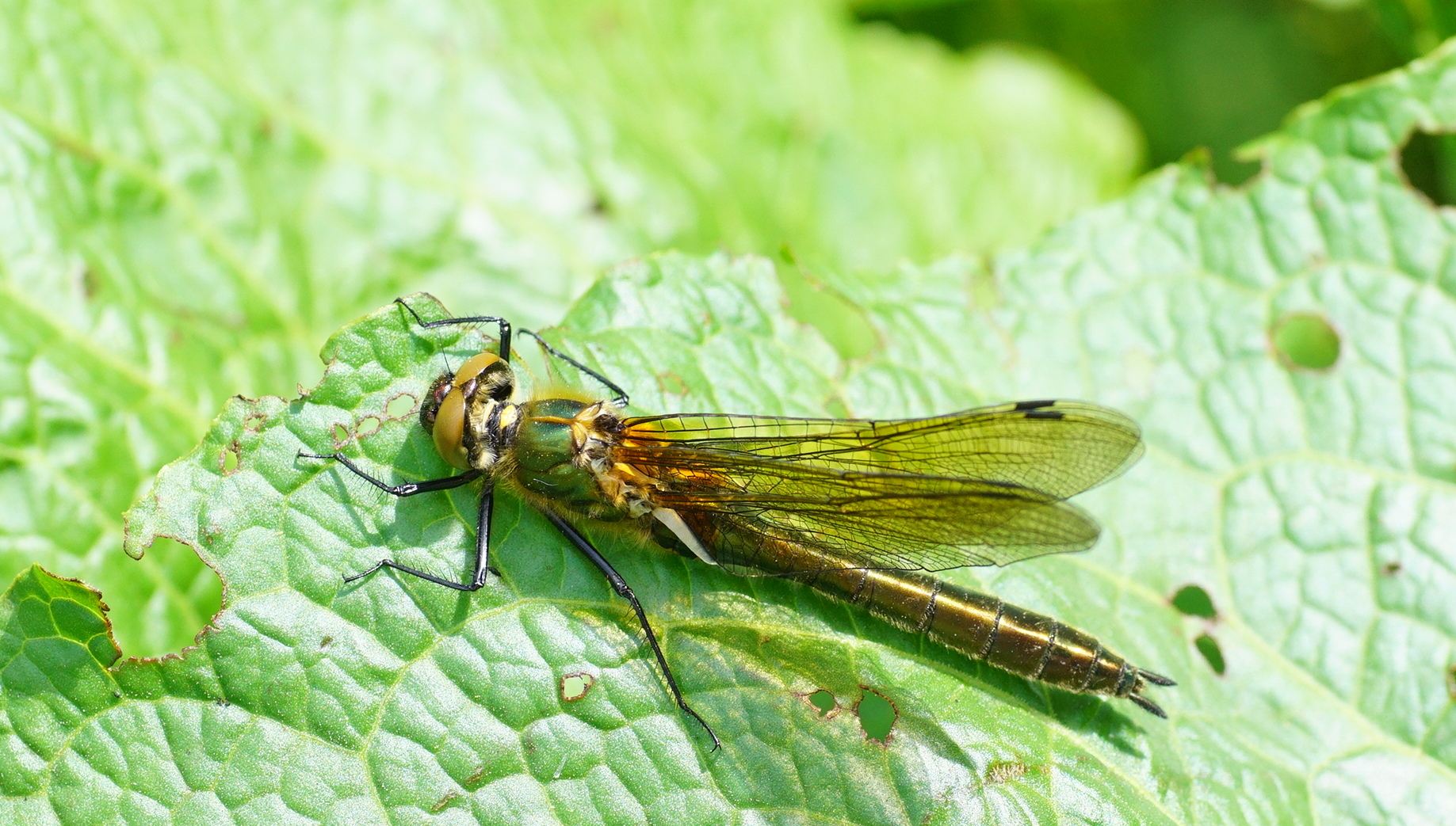 smaragdlibel of een metaalglanslibel?