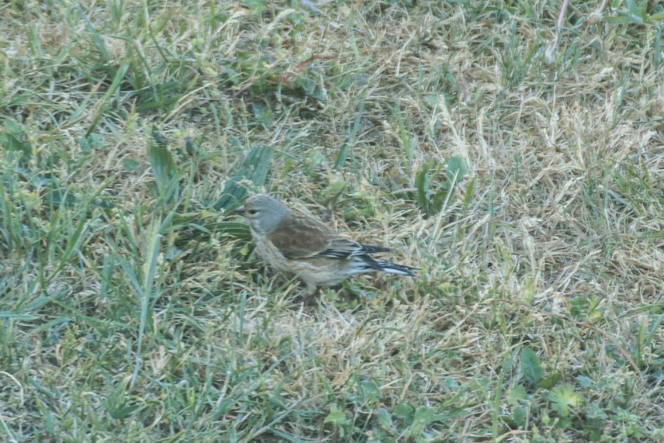 Vogel naast mijn huis