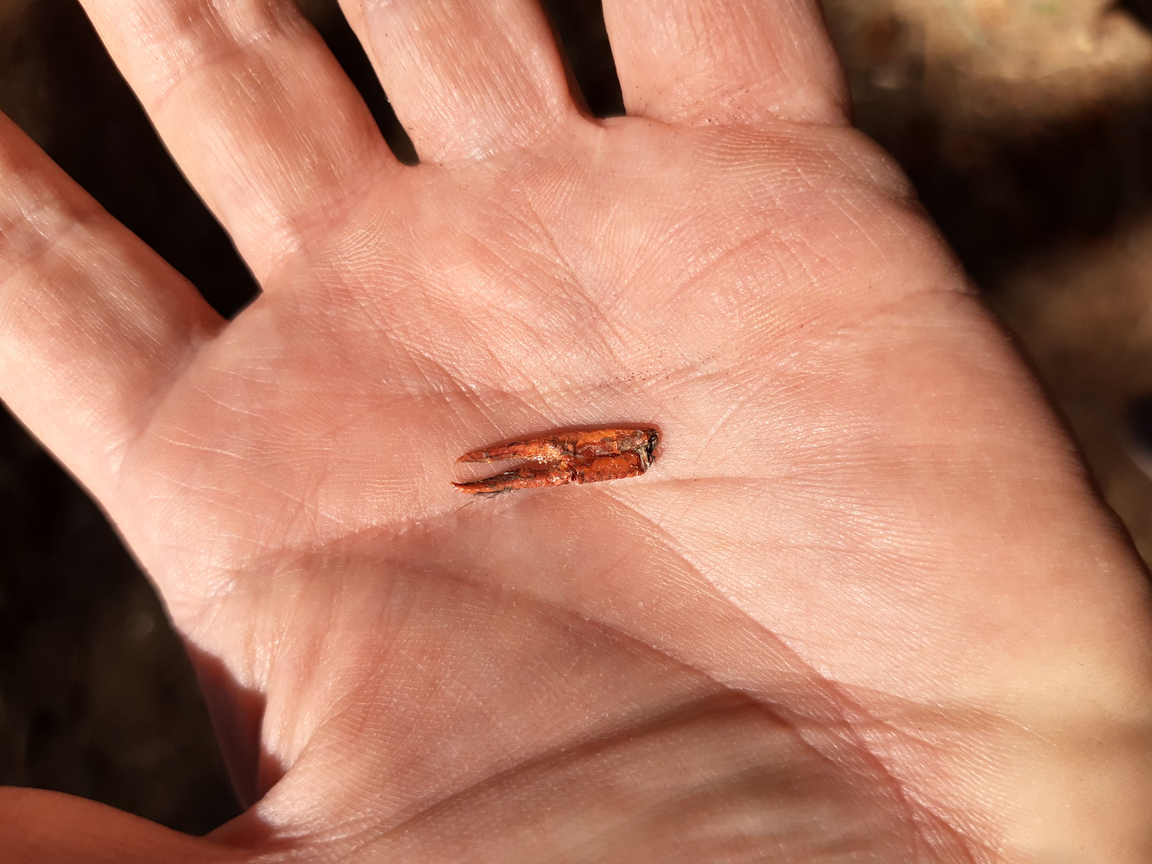 Schaar kreeftachtige in uilenbal Bosuil