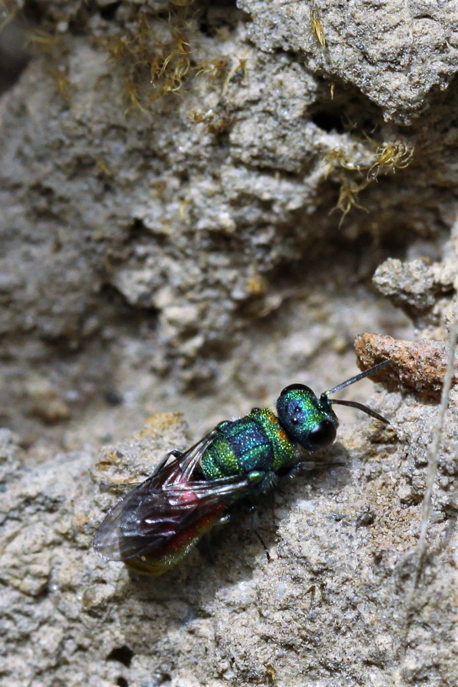 Moeilijk te determineren goudwespen