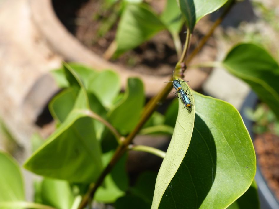 Wat is dit voor kevertje?