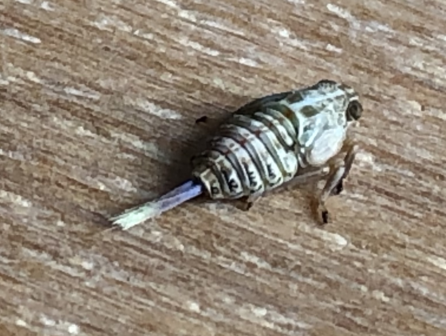 Wat is dit voor insect?