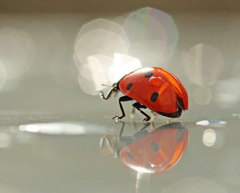 Zwermende lieveheersbeestjes op het strand