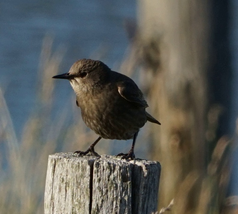 welke vogel zou dit kunnen zijn?