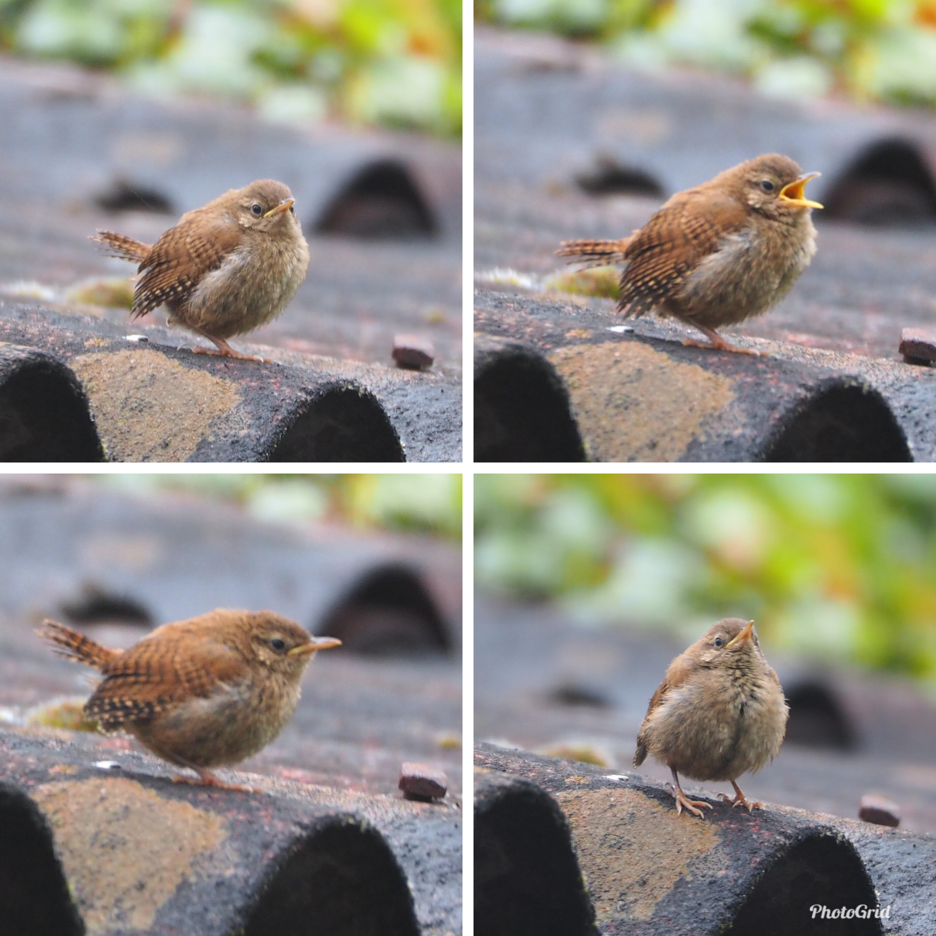 Welke vogel (juveniel) is dit?
