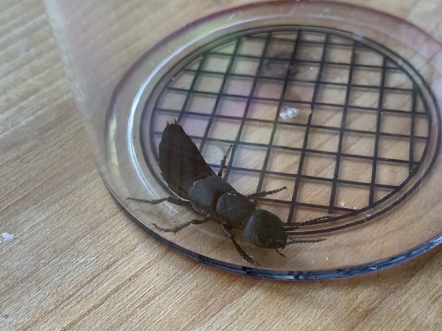 Hoe heet dit insect