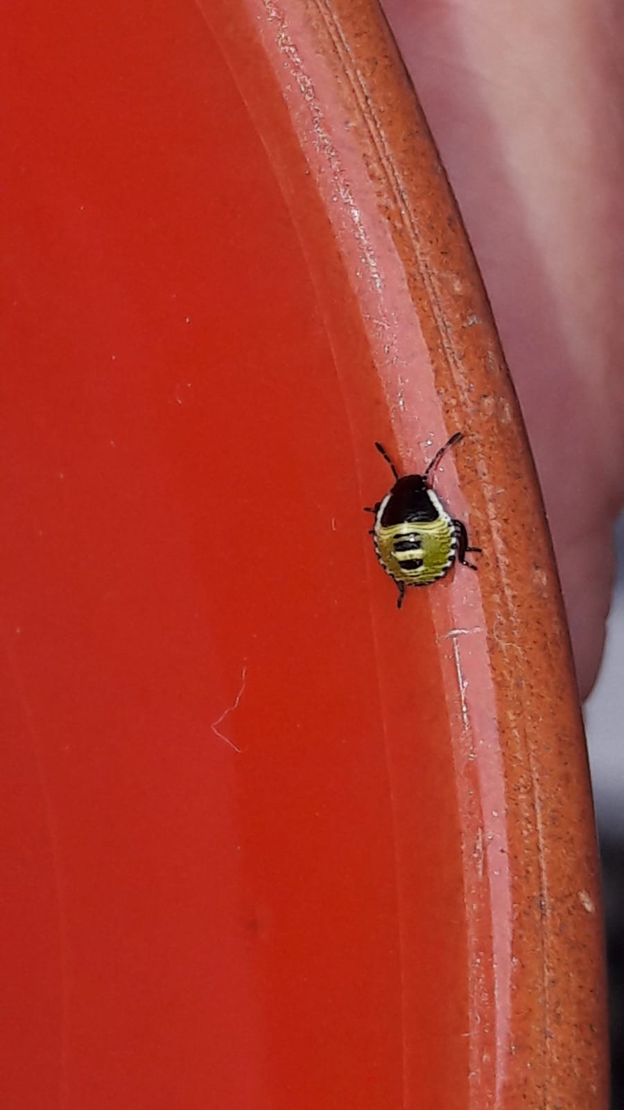 Welke nimf/keversoort is dit?