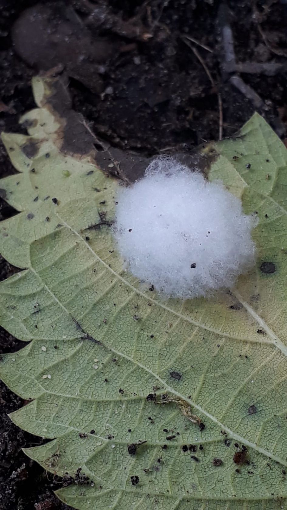 Wie verstopt zijn eitjes zo mooi?