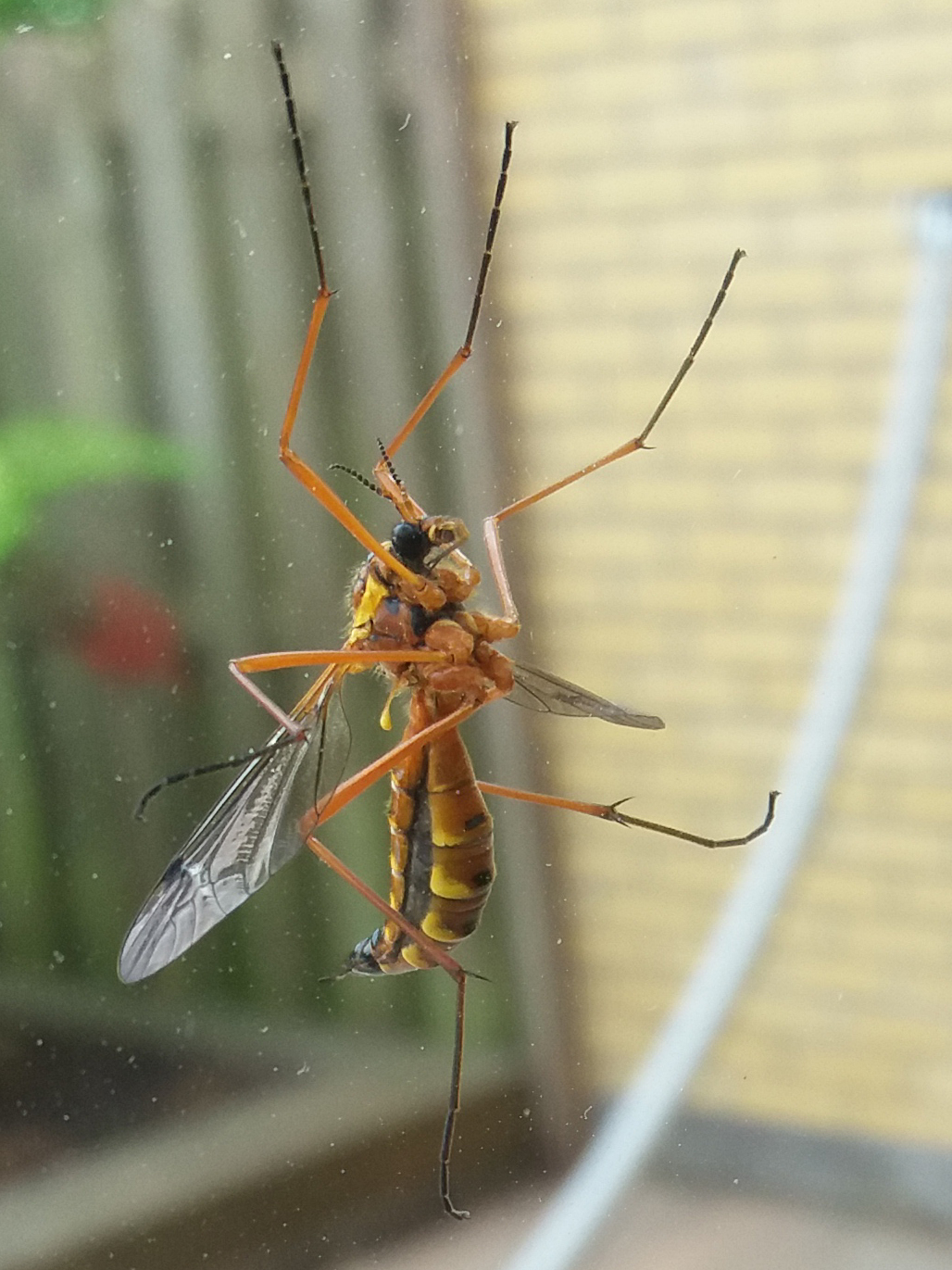 Welk insect is dit?