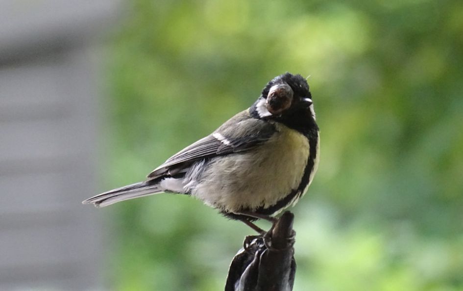 Koolmees met gezwel/teek???