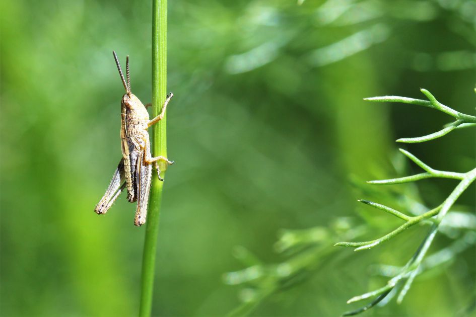 Welke sprinkhaan is dit?