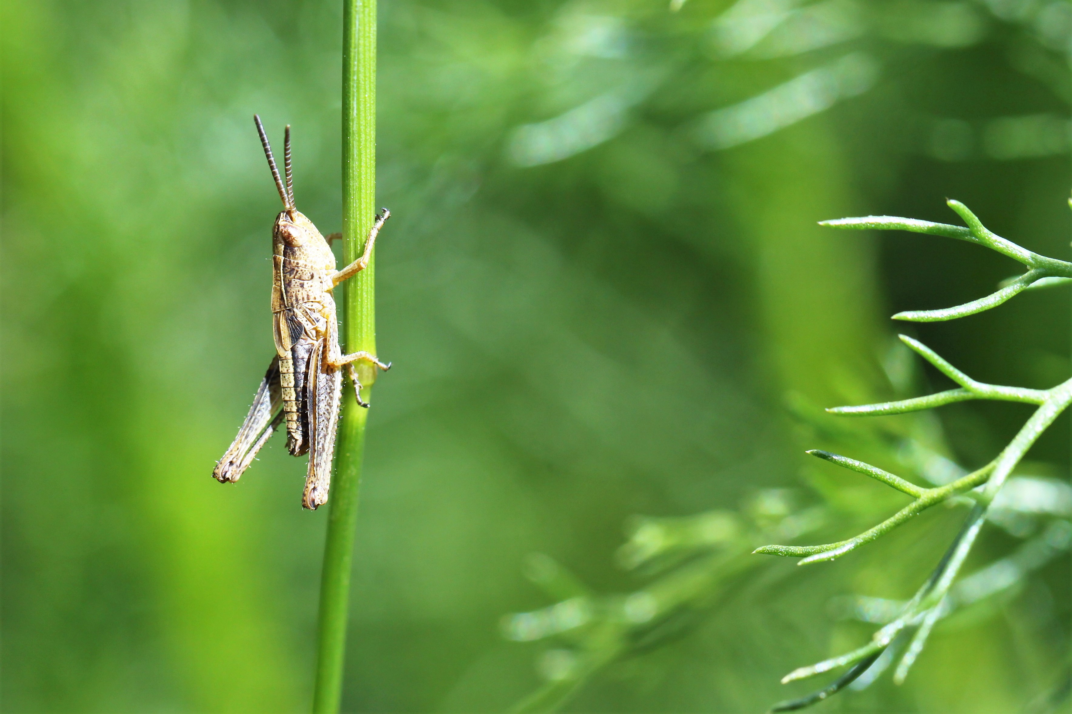 Welke sprinkhaan is dit?