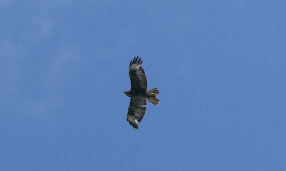 Welke roofvogel is dit?