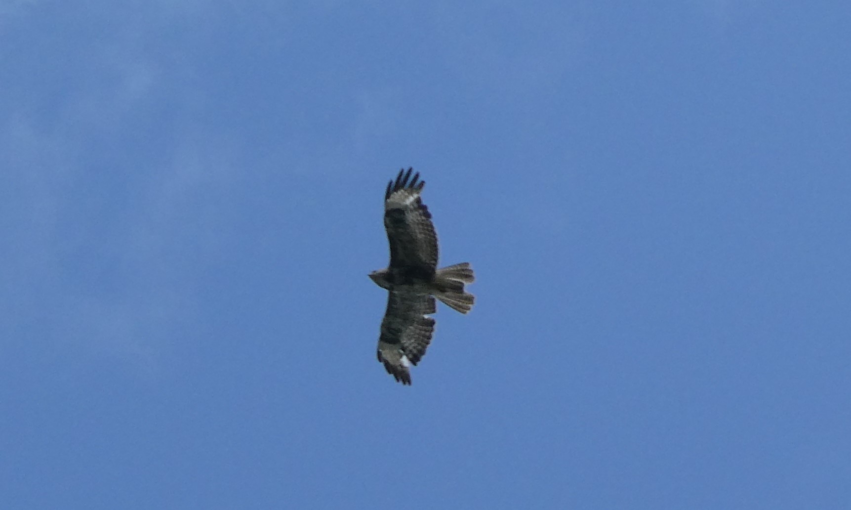 Welke roofvogel is dit?