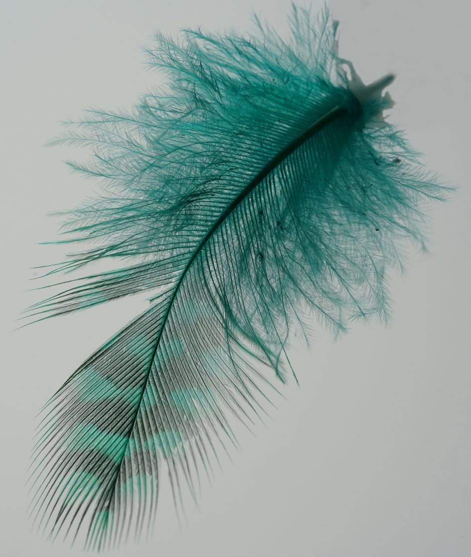 Wie kent dit veertje?