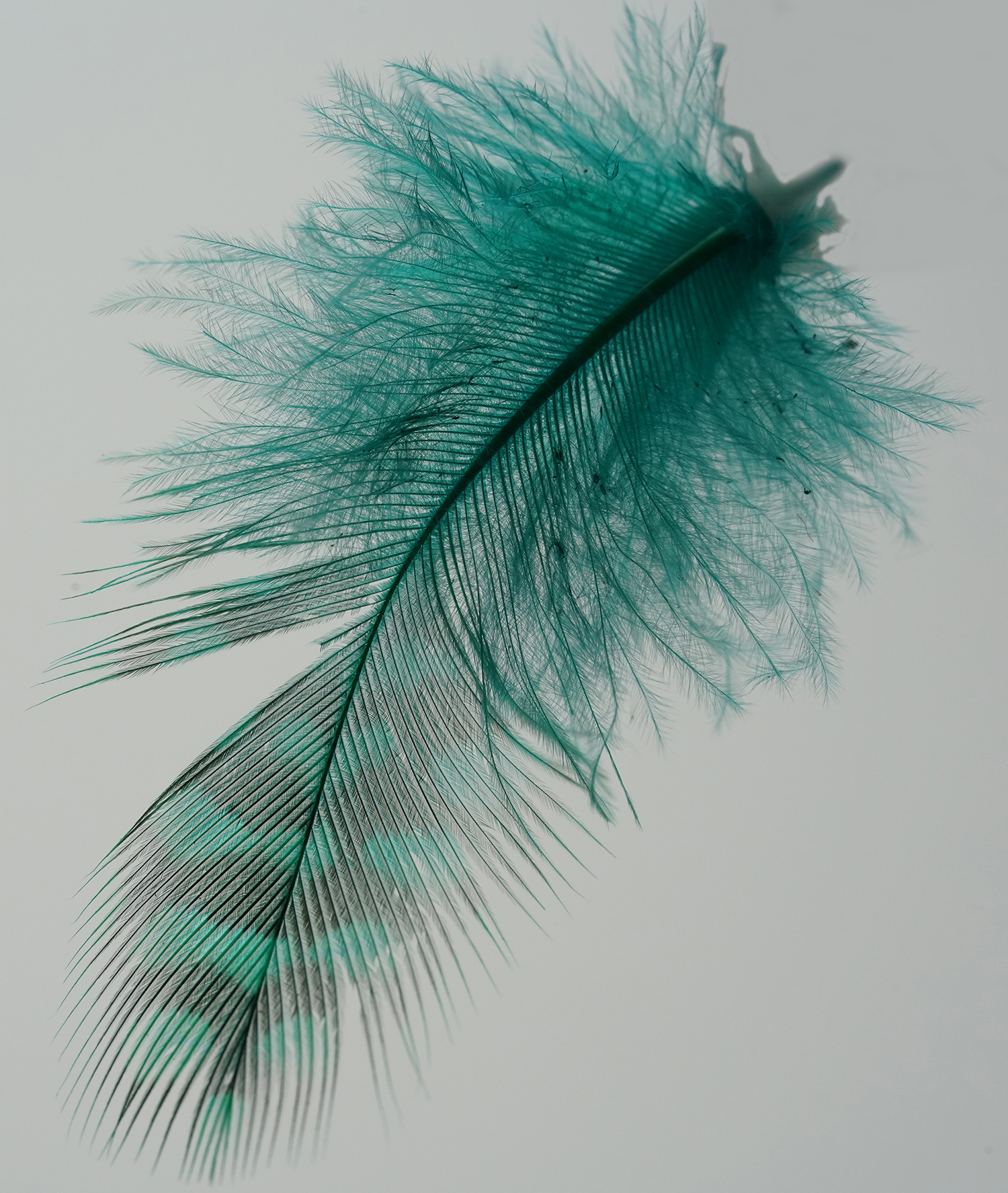 Wie kent dit veertje?