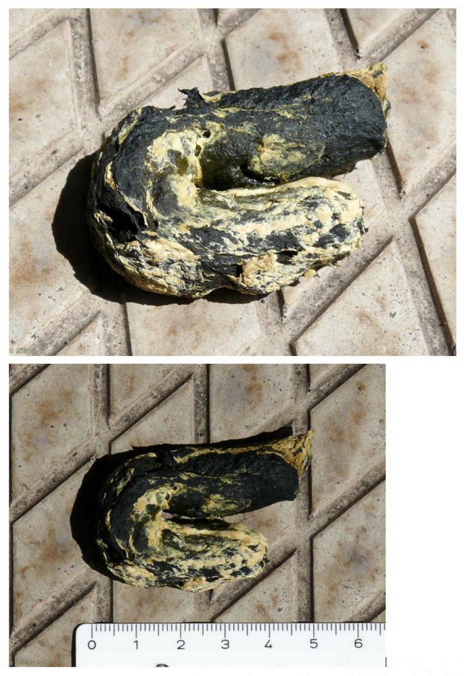 Wat is dit voor een poep?