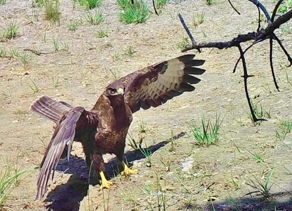 Welke roofvogel is dit