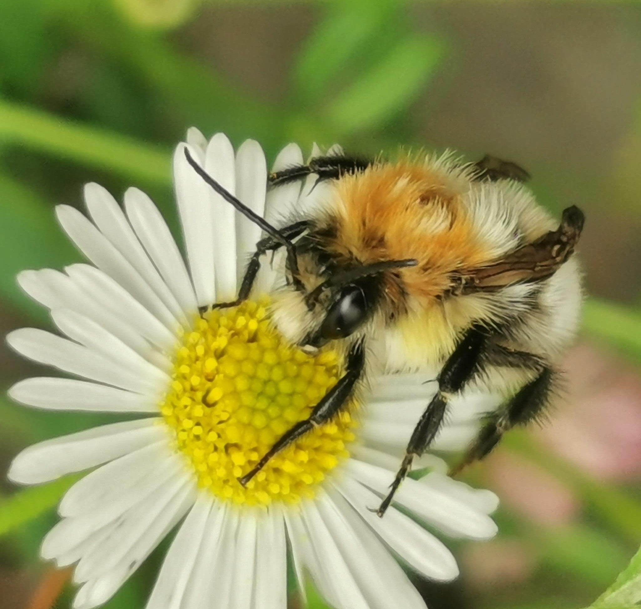 Lichte vorm Akkerhommel, Moshommel of Heidehommel of...?