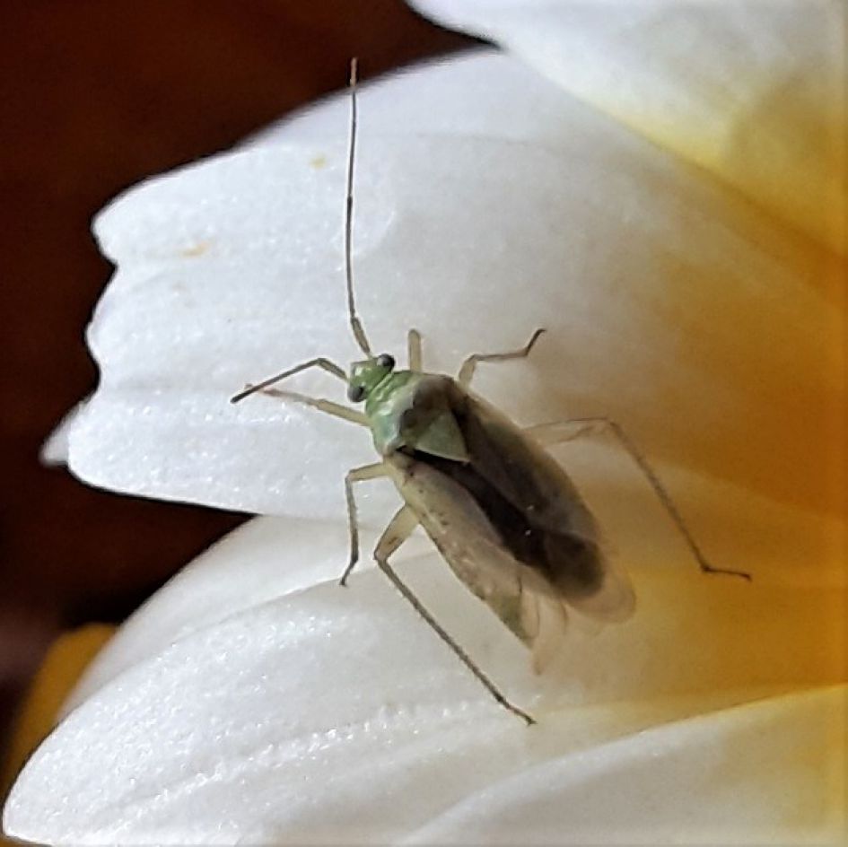 Welke wants is dit ?