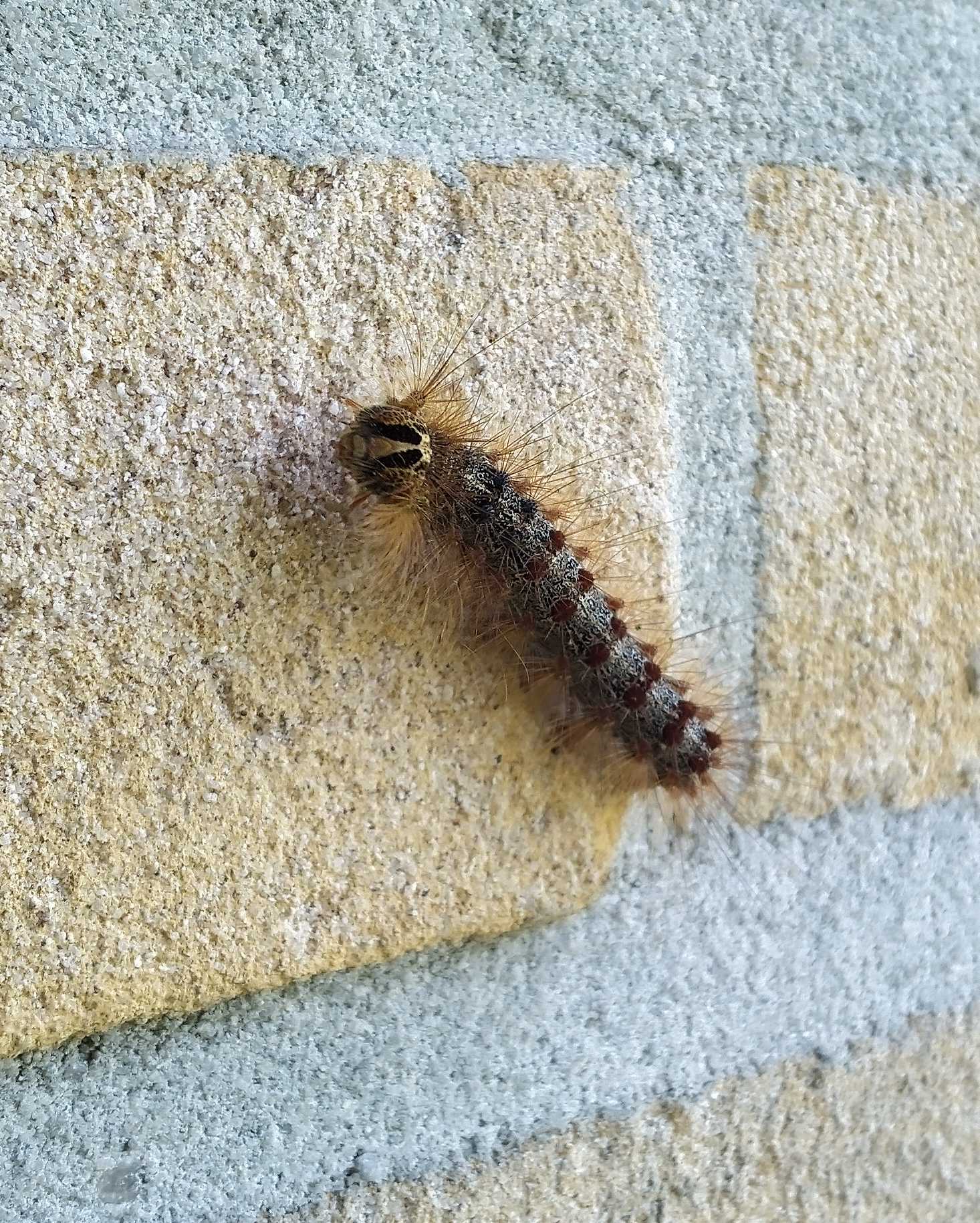 Dennenprocessierups?