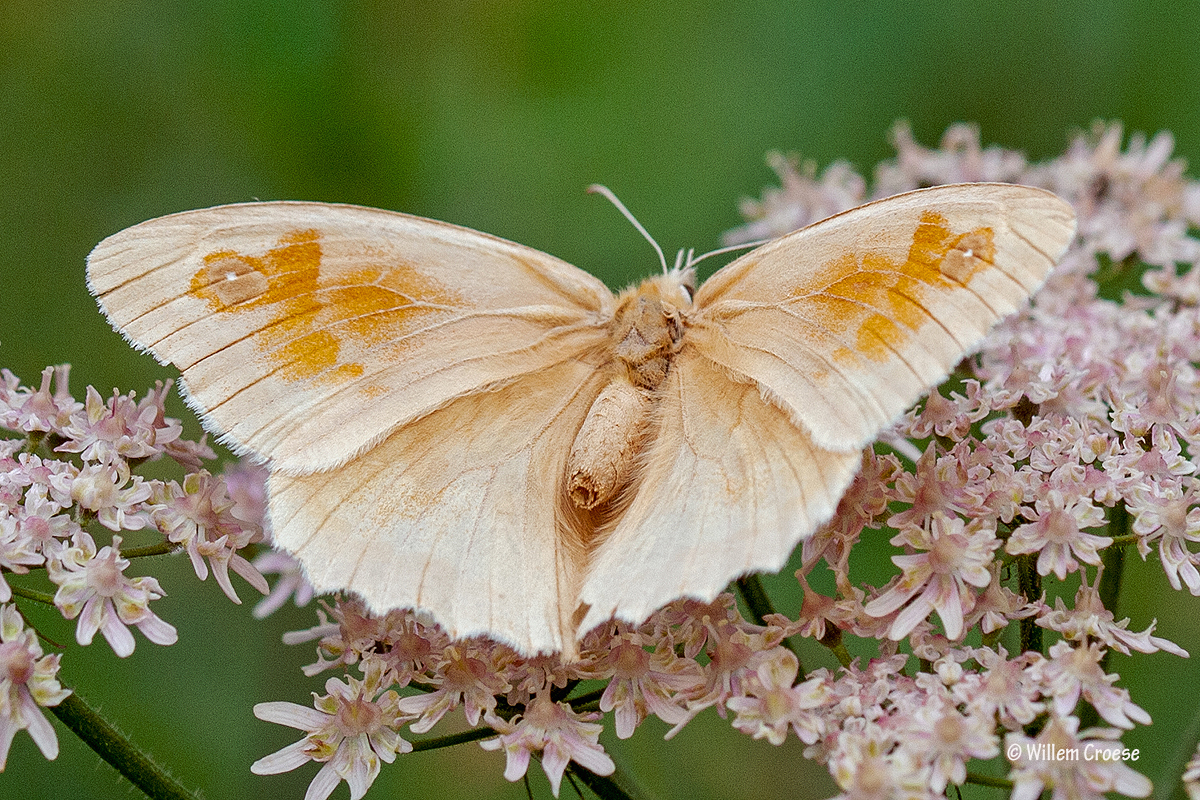 Naam van deze vlinder?