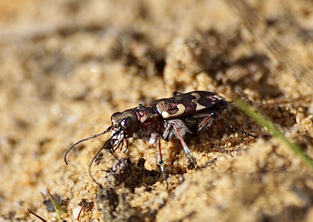 Weet iemand welk insect dit is