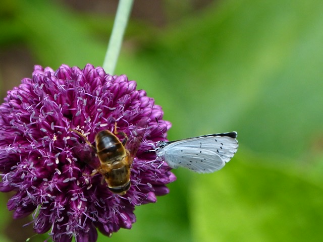 Donker pimpernelblauwtje