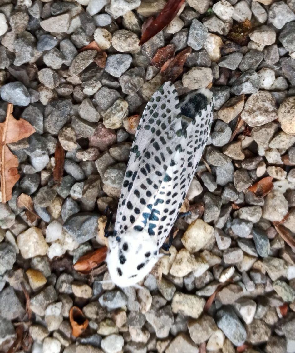 Naam vlinder (of mot?)