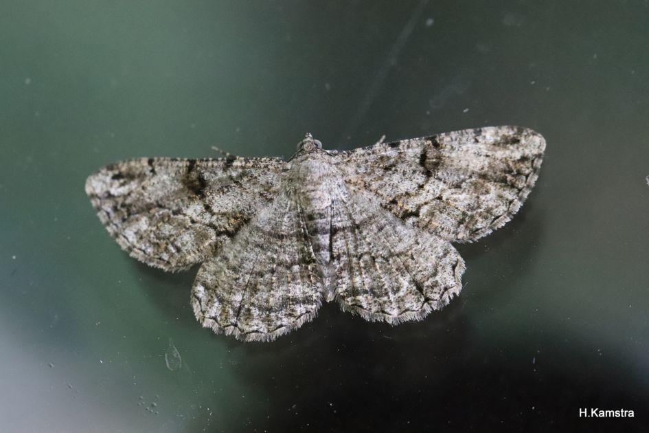 Nachtvlinder op raam.