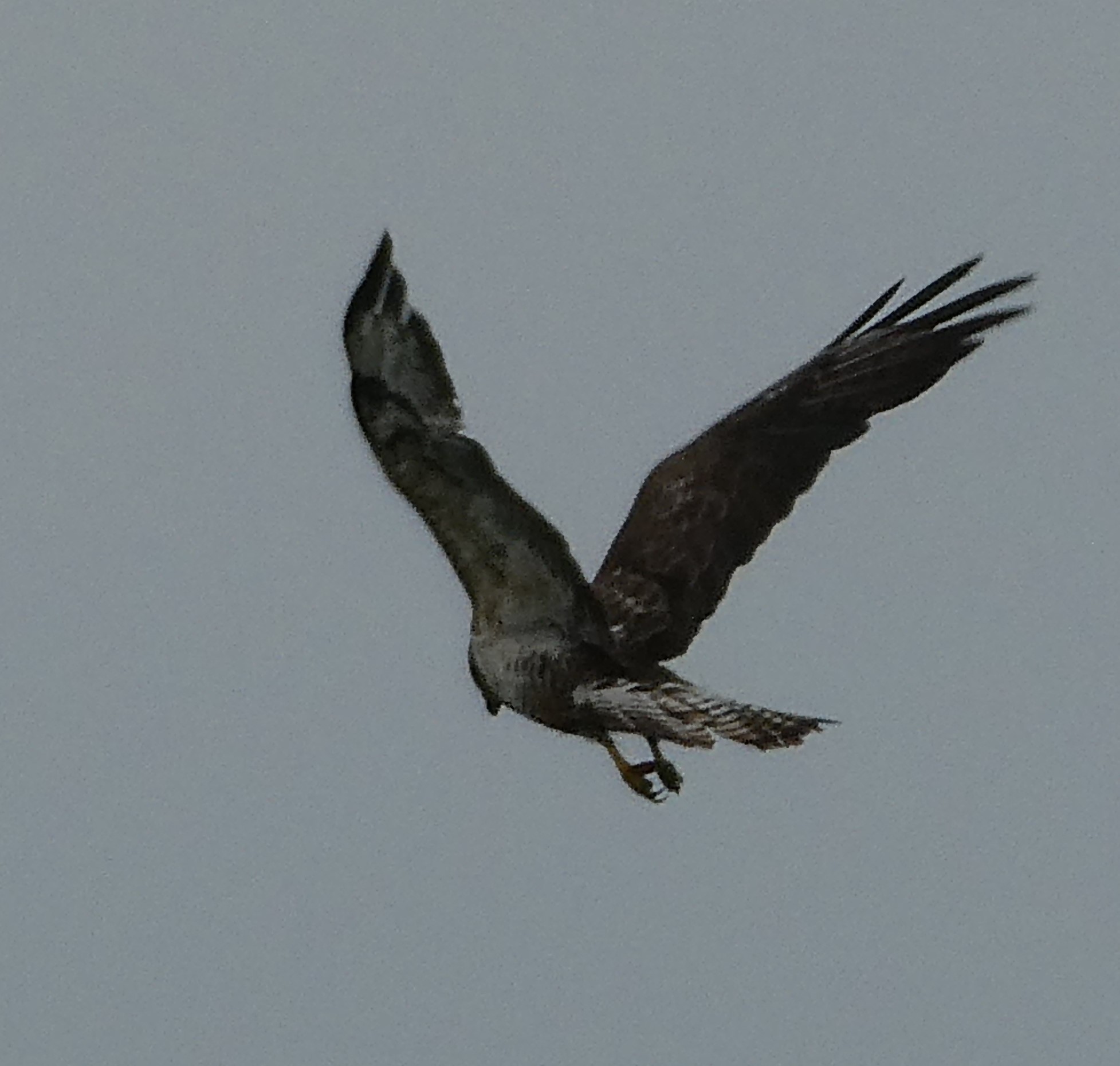 Welke roofvogel is dit?